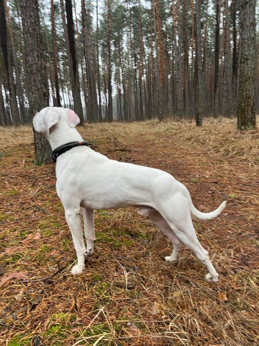 Цуценята аргентинського дога з документами ККУ — 2