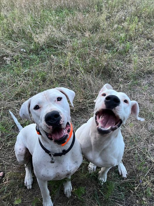 Цуценята аргентинського дога з документами ККУ — 3