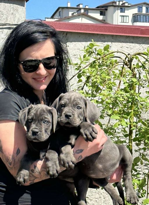 Цуценята кане-корсо сірого забарвлення — 2