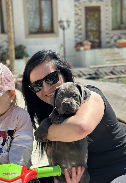 Цуценята кане-корсо сірого забарвлення — 3