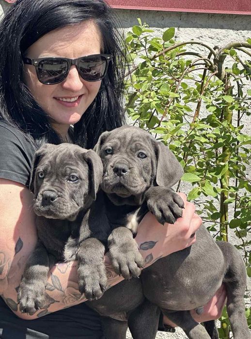 Цуценята кане-корсо сірого забарвлення — 4