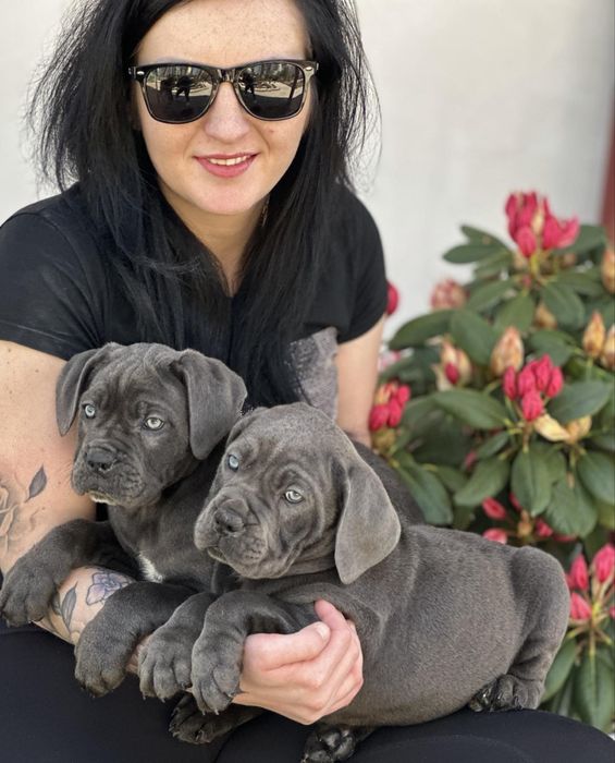 Цуценята кане-корсо сірого забарвлення — 5